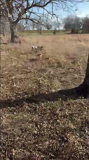 AKC FLUSHING ENGLISH COCKER-READY TO HUNT