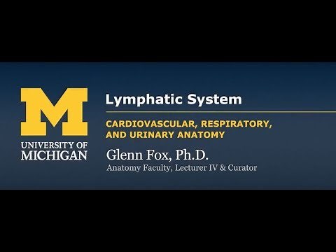 Cardiovascular: Blood - Lymphatic Components