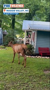 🦌ELK PARADE: A herd of elk were recently caught on camera taking a leisurely stroll past a home in western North Carolina. | FOX Weather