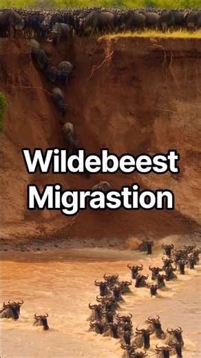 wildlife migration | wildebeest migration | wildlife of Africa