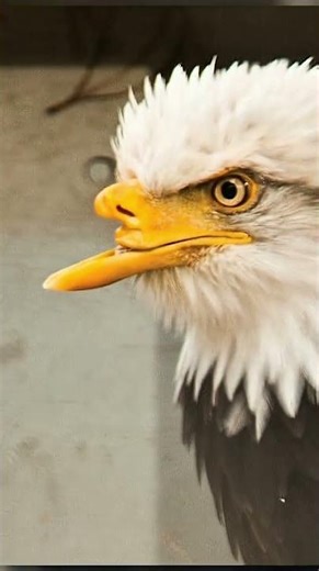 amazing fact about Eagle