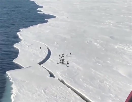 Penguin leaps to safety as ice breaks #life #magic