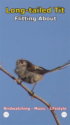 Long-tailed Tit - Flitting About | Cleethorpes Country Park, UK Wildlife #shorts #birds #wildlife