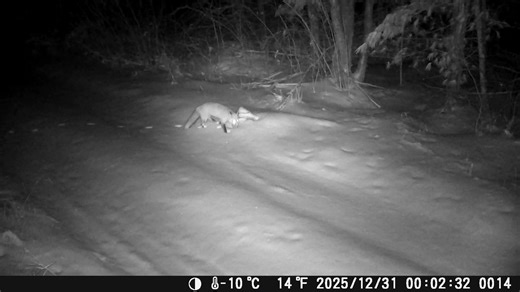 During our winter tracking clinics, we look at gaits and foot placement and how that changes with the speed of the animal. Here we see examples of direct registering and front and rear foot separation as speed increases. (Wolf, bobcat, red fox) | Timber Wolf Information Network