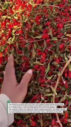 Chili Pepper Drying Machine in Action #Agriculture #FarmingTech #Harvest
