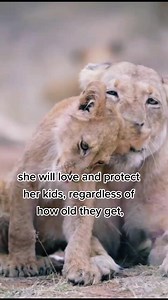 #lion #motivation #InspiredLiving #animal #animallover | Lion Motivation