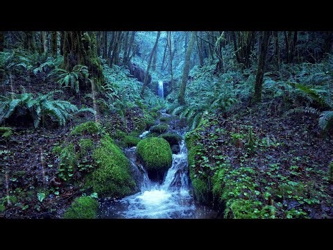 Relaxing Rain Noise + Forest Stream | Water Sounds for Sleeping
