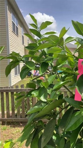 Cara Cara Orange Finally Has Baby Fruit! 🍊Backyard Citrus Tree in South Carolina