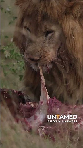 Male Lion Eats Buffalo, Serengeti National Park