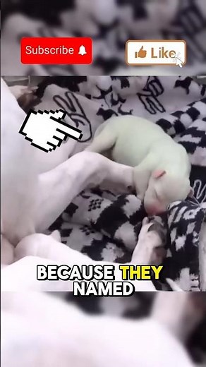 THIS DOG IS AN ALIEN 👽👽