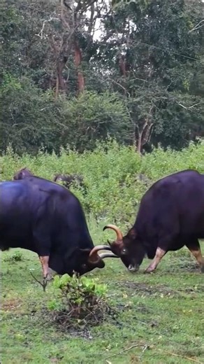 Two Giant Bison Face Off in an Intense Battle for Dominance!