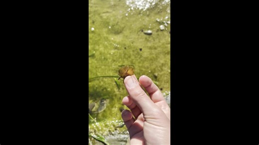 Surprising and inexpicable colour change of a piece of seaweed when put it and out of the rock pool water. Turns dark blue then brown.