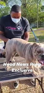Preston Paws The Hidden Garden Tacos A Hood News Peep saw Jay’s Hood News Business Ad and reached out to him About getting grooming done for her fur baby! Hood News Peep Jay is a Houston mobile groomer looking to take service your fur babies grooming needs! Contact Hood News Peep Jay if your pet needs a Bath 🧼 🛁 or a Groom ✂️ ‼️ BOOKING LINK BELOW FB:Prestonpaws20 IG:Prestonpaws20 Phone number:281-865-0727 https://booking.moego.pet/?name=prestonpaws - Full bath and blow-dry - Thorough brush th