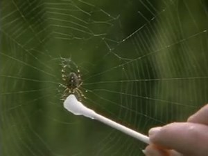 Spiders On Drugs