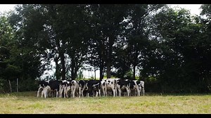 Cow Trailer #1 (2022) Andrea Arnold Documentary Movie HD