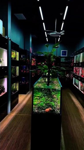 “The Dream Fish Store: A Paradise for Aquarists” #aquascape #aquarium #shorts @MKaquaworld