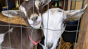 Most criminals are surly and paranoid. Goats' joy increases the naughtier they are