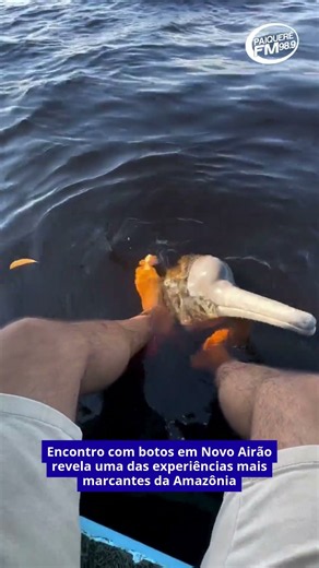 Meeting with river dolphins in Novo Airão reveals one of the most remarkable experiences in the A...