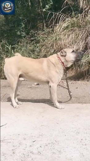 Turkish Kangal – The Most Powerful Dog in the World