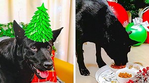 1.3M views · 8.4K reactions | Cool hacks for pet owners.  | 5-Minute Crafts | Facebook