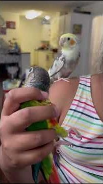 Cockatiel Companion || Cockatiel Companion and conure together || Time to Play
