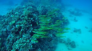 Gerichtsstand Roter Seegatfisch (parupeneus forsskali) Rotes: Stockvideos & Filmmaterial (100 % lizenzfrei) 10309601 | Shutterstock