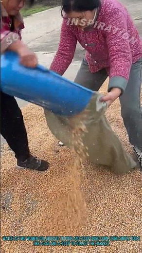 Corn Storage: Farmers Efficiently Gather Dried Corn After Harvest