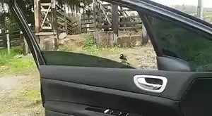 292K views · 4.5K shares | Boa Noite Coleiristas Fanáticos Alguém já viu algo parecido, qnta fibra e valentia ....baiano é diferente. | Coleiristas Fanáticos | Facebook