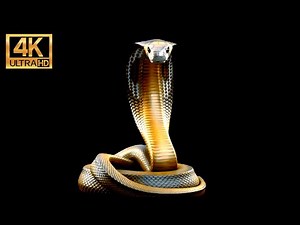 King Cobra Snake 4K | Backround Video | Loop Video | White noise