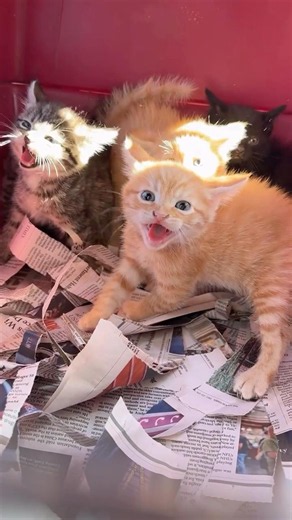 🌶️ 🐈 🐈‍⬛ 🐈
