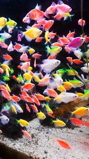 Relaxing colorful tetra fish EP 30 #tetrafish #colorfulfish #fish #aquarium #aquariumfish