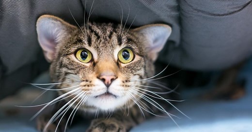 De quoi les chats ont-ils peur ?