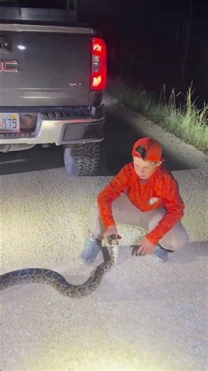 Removing #invasive #pythons from the Florida #Everglades #viral