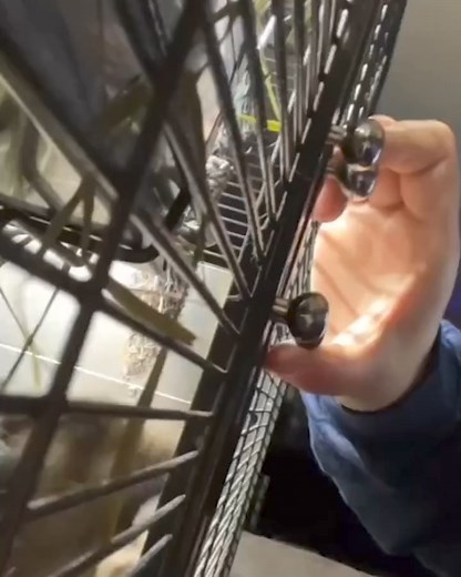 How my prairie dog greets me 😄 | Furry Tails