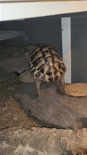 Herman Tortoise ... falling as she does every day!!!! x