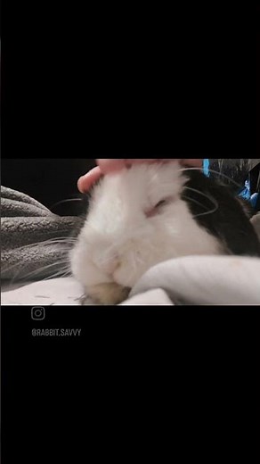 Bunny Purring