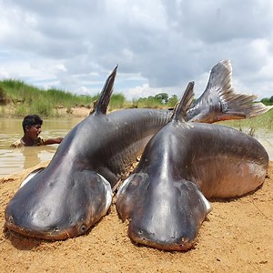 Underground Dry Season River Dry Place Big Stuck Pangasius Fish Catching By Hand #fish #video | Discovery Site