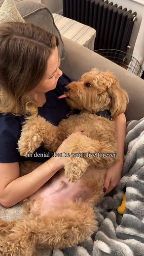 3.1K views · 28 reactions | in dog years, I’m still crying. . . . #dog #puppy #fyp #explore #minidoodle #labradoodle #labradoodlepuppy #australianlabradoodle | Brooks the Mini Australian Labradoodle | Facebook