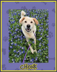 Bluebonnets are everywhere, and the dogs are loving their special photo shoots with our volunteers. Each of these dogs is eligible for our adoption special of $2 adoptions for dogs who weigh at least 30 pounds. Come meet these or any of our other adoptable dogs! We are open daily from noon-6pm at 1855 SE Inner Loop. Check the comments or our link-in-bio for more info. | Williamson County Regional Animal Shelter