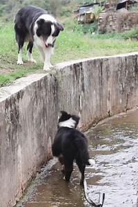 11M views · 178K reactions | A friend in need is a friend indeed ❤ | The Woof World | Facebook