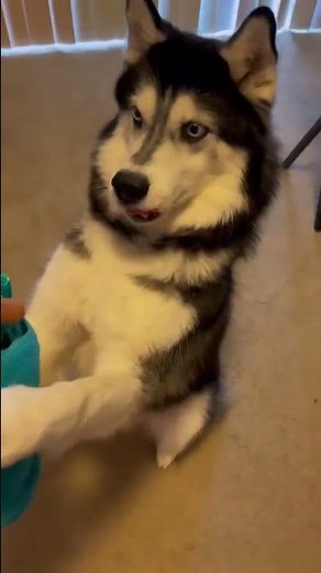 “Ancient Husky Melody” coming to the stage!