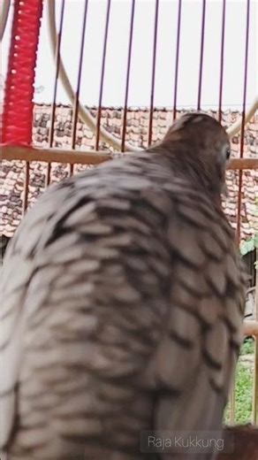 Local Turtle Doves Singing with Big Kung Sounds, Luring Turtle Doves to Make Them Sing #shorts