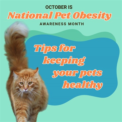 Continuing with National Pet Obesity Month, we’re sharing tips to keep your pets healthy, happy, and thriving! ✨ 1. Practice portion control when it comes to feedings 2. Make sure your pet is getting a good amount of daily exercise 3. Offer vegetables, like carrots or green beans, as healthy treat alternatives 4. Let us help you in your pets weight loss journey We know it can be difficult to tell if your pet is an appropriate weight, that is why we offer weight loss consultations! Consulting wit