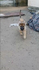 MAX SABLE SILVER GSD. RARE coat COLOR #sable #silversable#puppy#dog #cute #doglover #germanshepherd