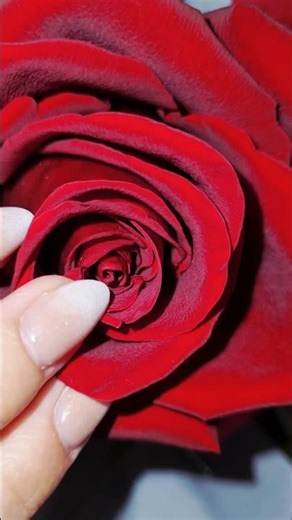 Red Rose ASMR 🌹 #asmr #asmrsounds #rose #shorts #trending