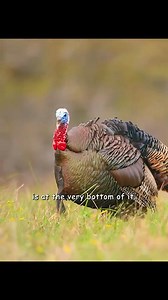 322K views · 4.7K reactions | Wild Turkey bird ‘Toms’. #animals #wildlife #turkeybird | Animal Documentary | Facebook