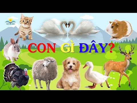 CON GÌ ĐÂY? Dạy Bé Học CÁC CON VẬT Và TIẾNG KÊU Con Vật Vui Nhộn - Con Mèo, Con Vịt, Con Thỏ, Gà Tây