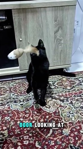 "Your Cat Ain’t Ignoring You… You Just Boring It 😳🐾😻