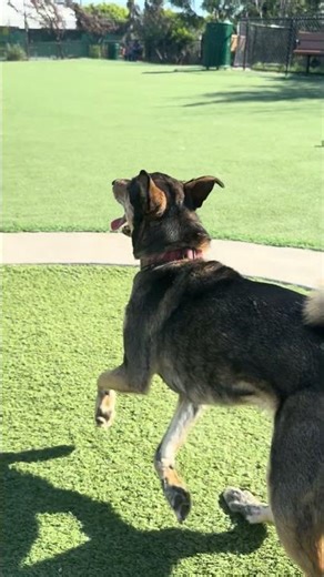 Buddy having fun in the sun