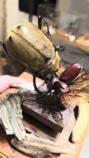 日本のカブトムシが最強！？